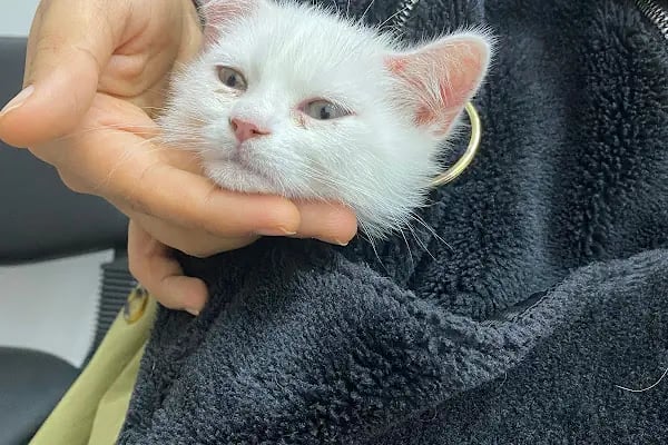 CADDE Veteriner Kliniği- ERZURUM - Resim 12
