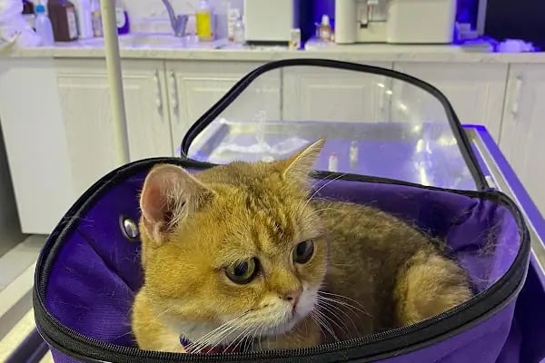 CADDE Veteriner Kliniği- ERZURUM - Resim 3