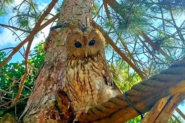 Polonezköy Zoo Park - Resim 20
