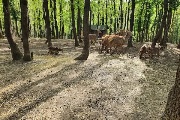 Polonezköy Zoo Park - Resim 15