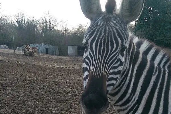 Polonezköy Zoo Park - Resim 3