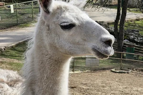Polonezköy Zoo Park - Resim 10