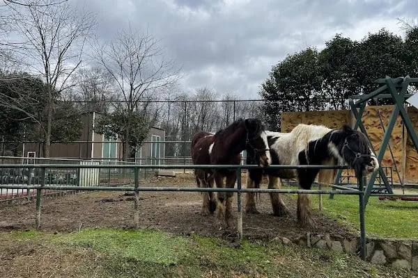 Polonezköy Zoo Park - Resim 18