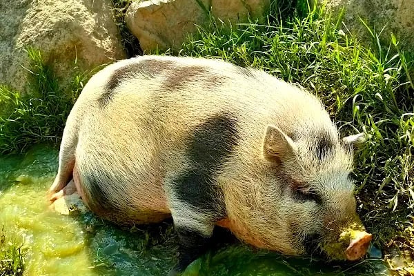 Polonezköy Zoo Park - Resim 19
