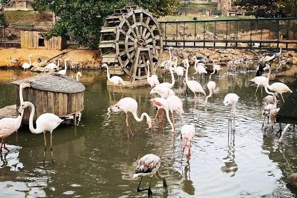 Polonezköy Zoo Park - Resim 4