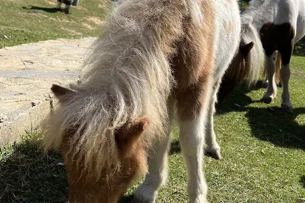 Polonezköy Zoo Park - Resim 14