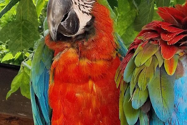 Polonezköy Zoo Park - Resim 5