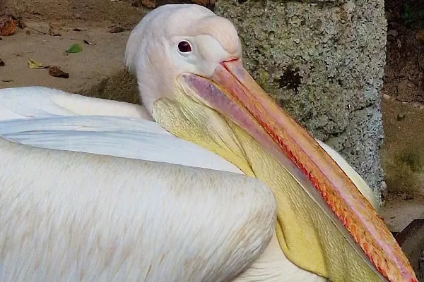 Polonezköy Zoo Park - Resim 12