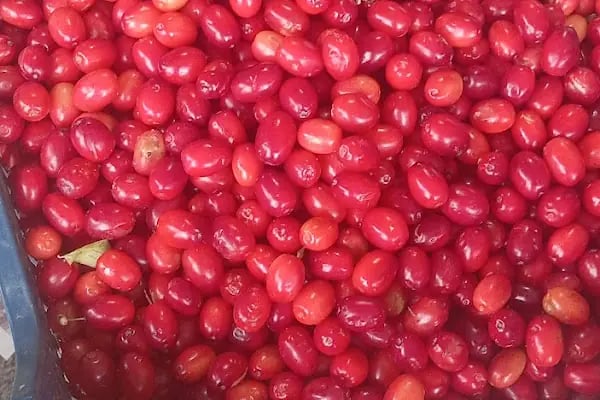 Macun Salı semt pazarı - Resim 5