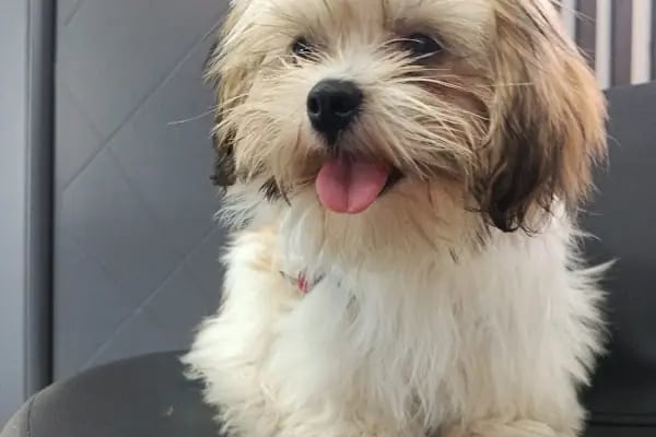 Akdeniz Bölge Veteriner Kliniği - Resim 7