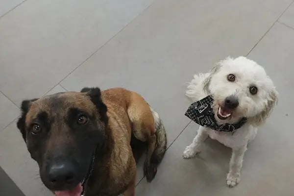 Akdeniz Bölge Veteriner Kliniği - Resim 10