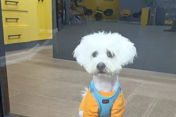 Akdeniz Bölge Veteriner Kliniği - Resim 9