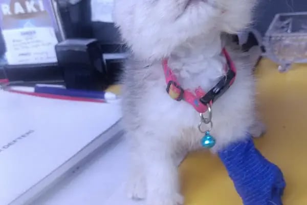 Akdeniz Bölge Veteriner Kliniği - Resim 14