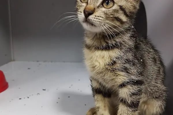 Akdeniz Bölge Veteriner Kliniği - Resim 4