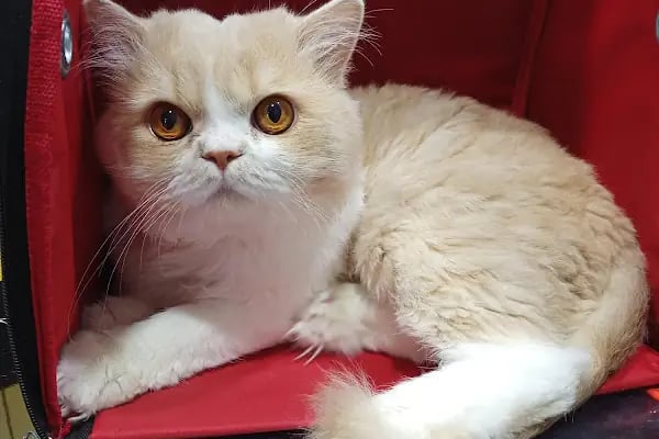 Akdeniz Bölge Veteriner Kliniği - Resim 8