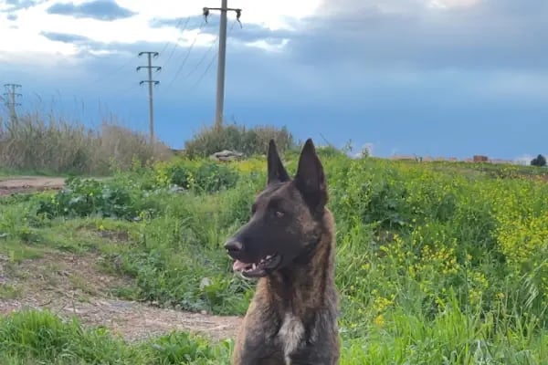 Akdeniz Bölge Veteriner Kliniği - Resim 19