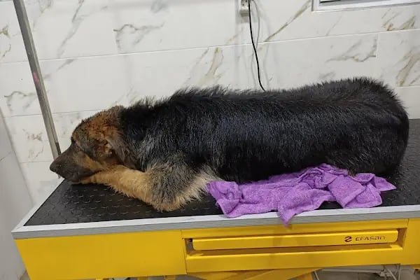 Akdeniz Bölge Veteriner Kliniği - Resim 16