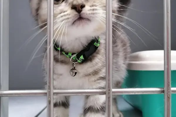 Akdeniz Bölge Veteriner Kliniği - Resim 2