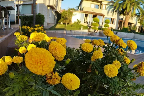 Parla Viens Suites - Resim 7