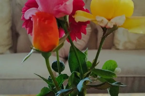 Parla Viens Suites - Resim 16