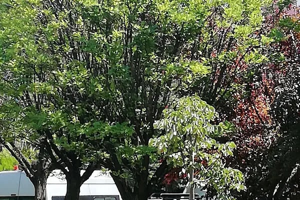 Dışkapı Pazarı - Resim 13