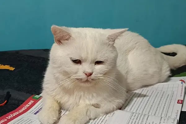 Kupavet Veteriner Kliniği ACİL BAHÇELİEVLER - Resim 15