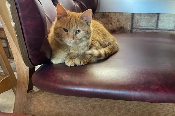 Kupavet Veteriner Kliniği ACİL BAHÇELİEVLER - Resim 9