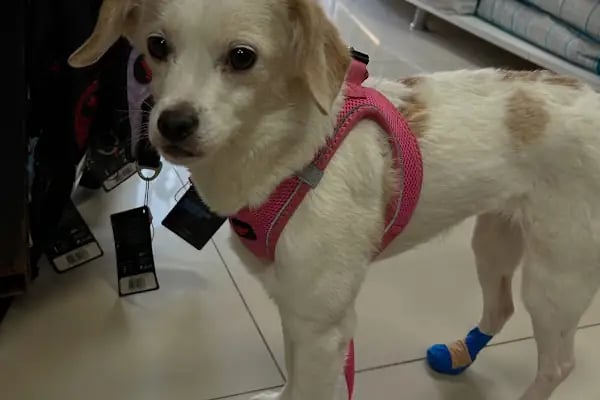 Derman veteriner kliniği - Resim 19