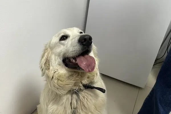 Derman veteriner kliniği - Resim 3