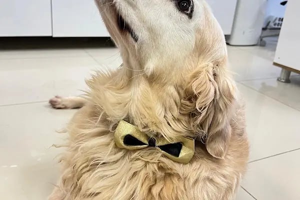 Derman veteriner kliniği - Resim 14