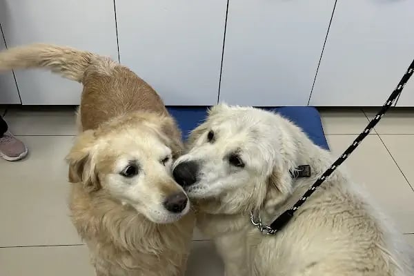 Derman veteriner kliniği - Resim 8