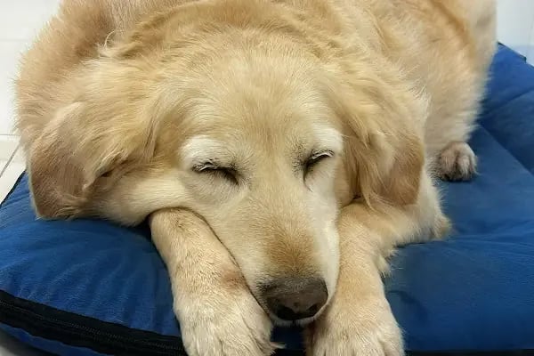 Derman veteriner kliniği - Resim 17