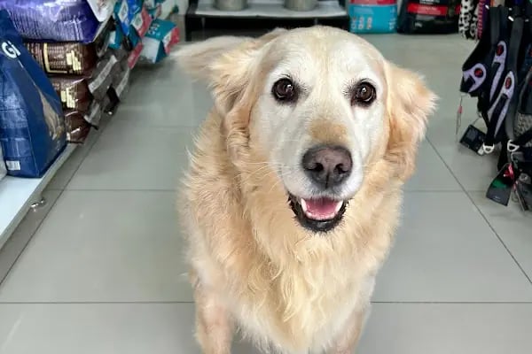 Derman veteriner kliniği - Resim 18