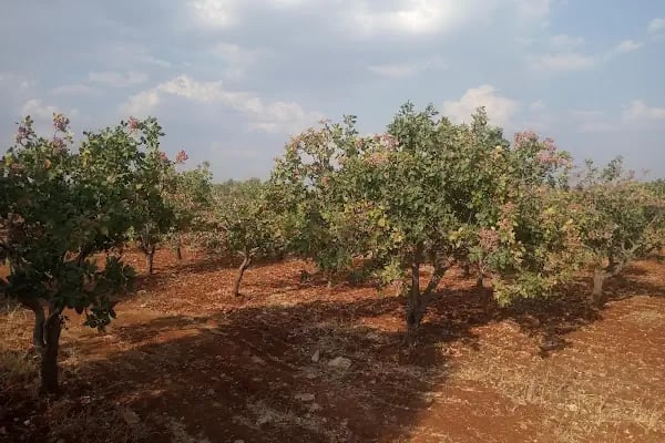 Nizip Beledyesi Fıstık Hali - Resim 11