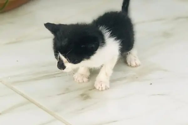 Yaşam Veteriner Kliniği - Resim 17
