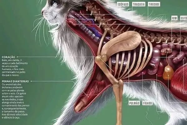 Yaşam Veteriner Kliniği - Resim 5