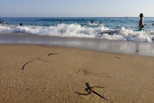 Kleopatra Beach No: 16 - Resim 6