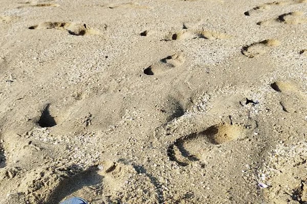 Kleopatra Beach No: 16 - Resim 12