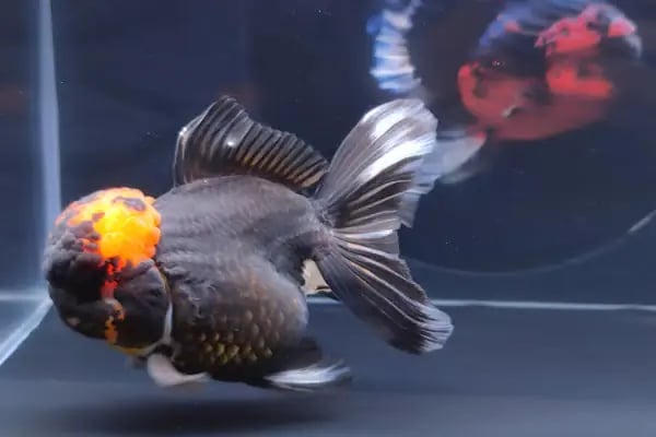 ALP GOLDFİSH PetShop Av Kamp Akvaryum Dünyası - Resim 10