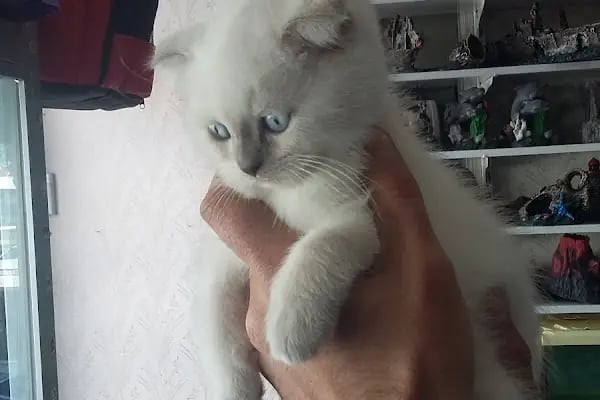 BALGAT PETSHOP ALO MAMA - Resim 13