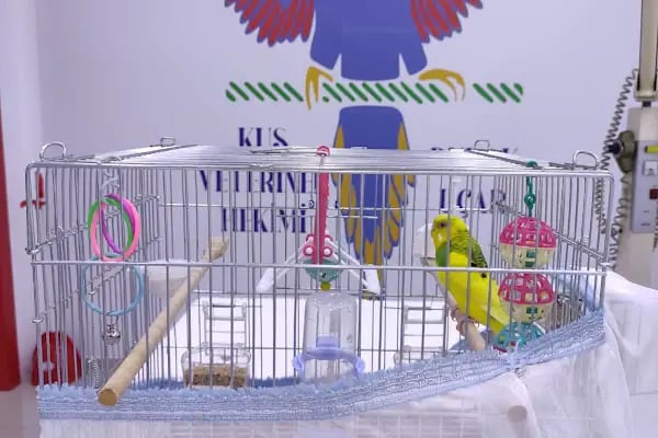 Kuş Veteriner Kliniği - Resim 4