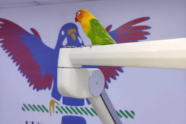 Kuş Veteriner Kliniği - Resim 9