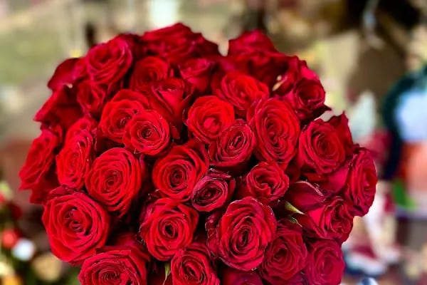 Begonia Çiçek Evi Çiçekçi - Resim 9