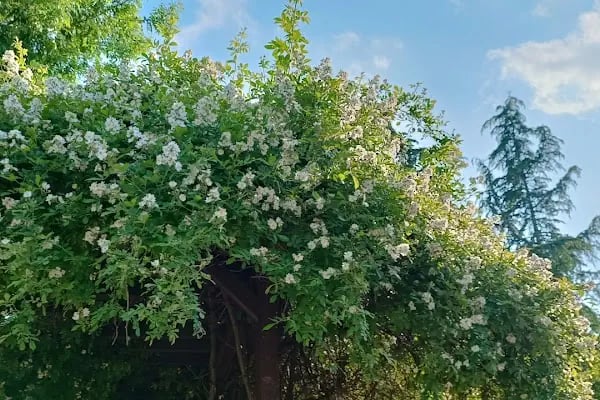 My Garden Cafe - Küçükçekmece Halkalı Düğün Salonu - Resim 13