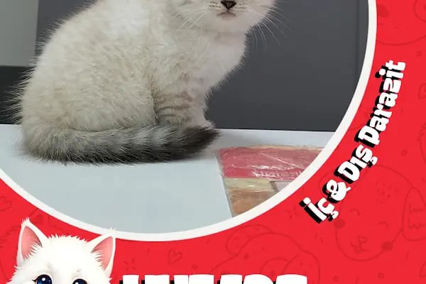 Gümüşpala Veteriner kliniği - Resim 20