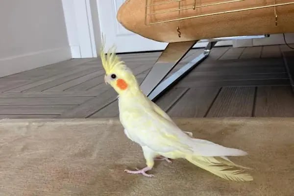 Favorim Petshop - Resim 5