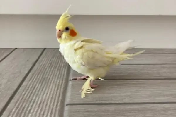 Favorim Petshop - Resim 4