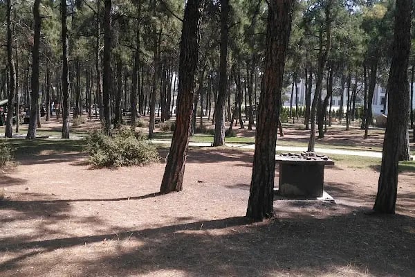 Çamlık Orman İçi Dinlenme Yeri - Resim 2