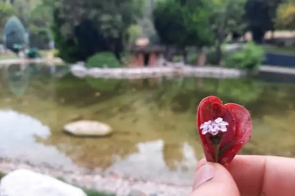 Çamlık Orman İçi Dinlenme Yeri - Resim 12