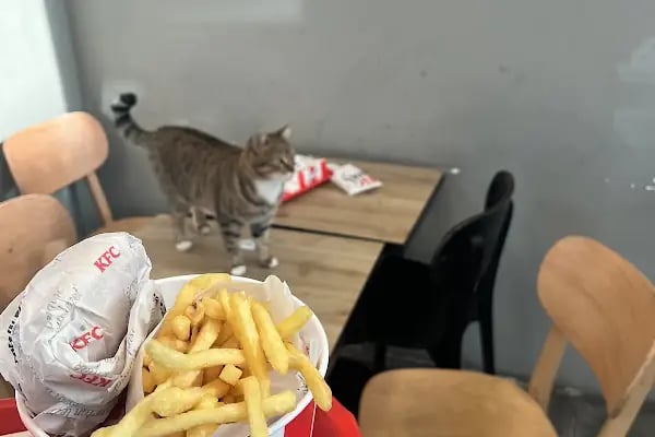 KFC - Resim 19